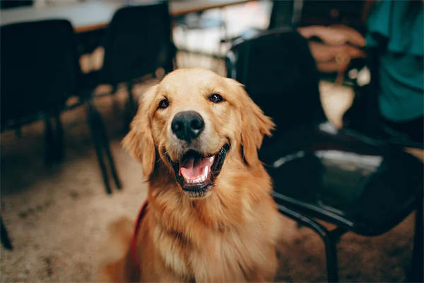 犬のフードを切り替える方法：7日間の安全な手順とトラブル対処法