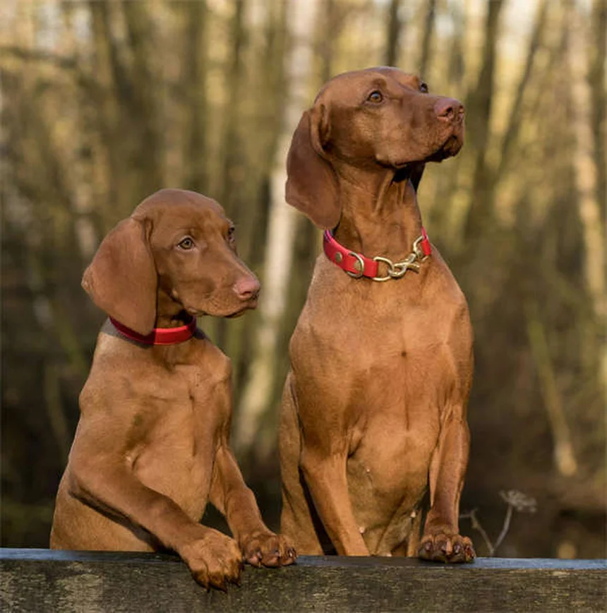 悪いペットホテルを見分ける8つのサイン｜愛犬を危険から守るチェックリスト
