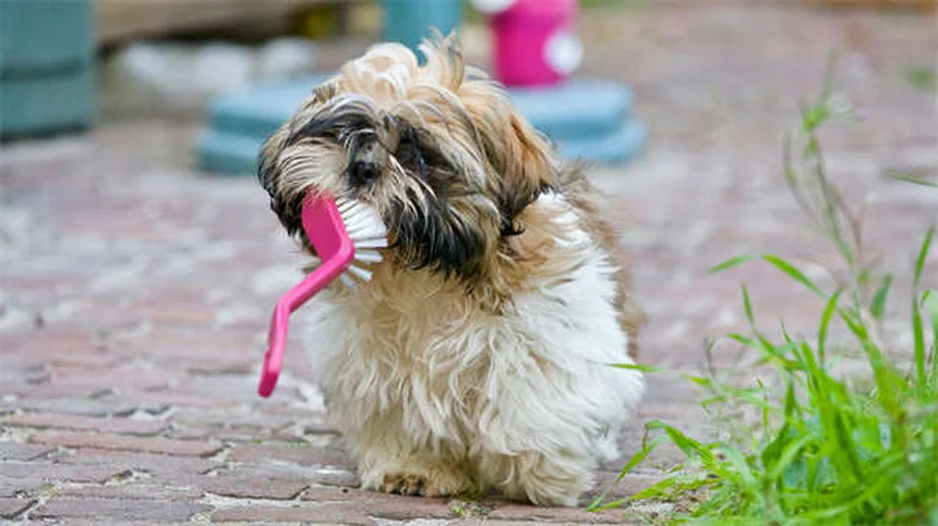 犬は猫にアレルギーになる？症状から診断、対策まで完全解説