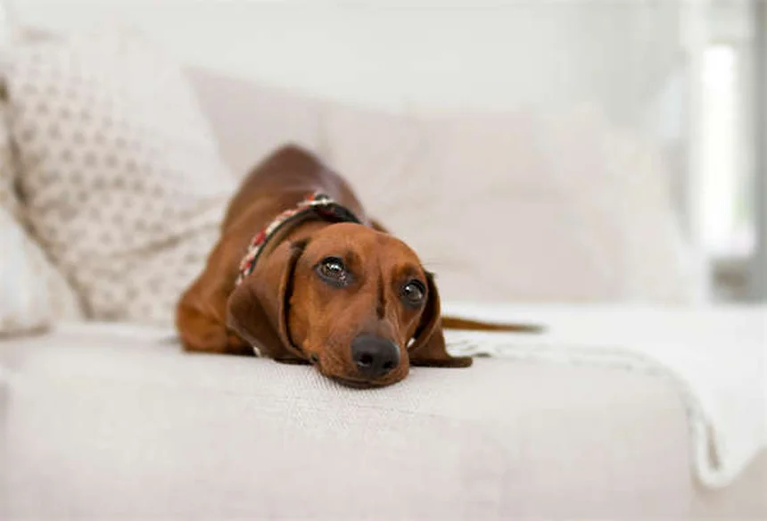 犬は猫にアレルギーになる？症状から診断、対策まで完全解説