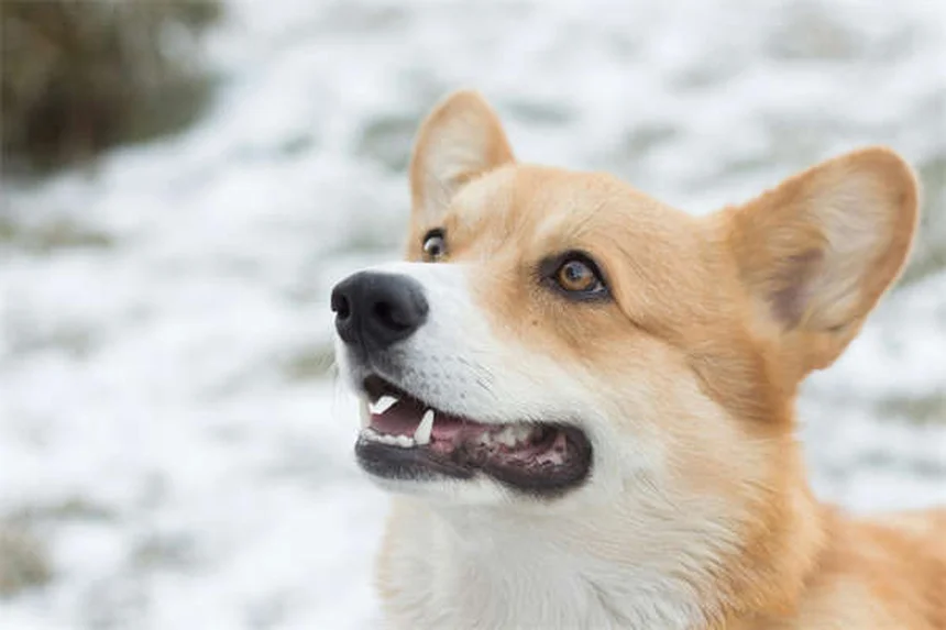 犬の妊娠中に安全な薬とは？絶対に避けるべき薬と授乳期の注意点