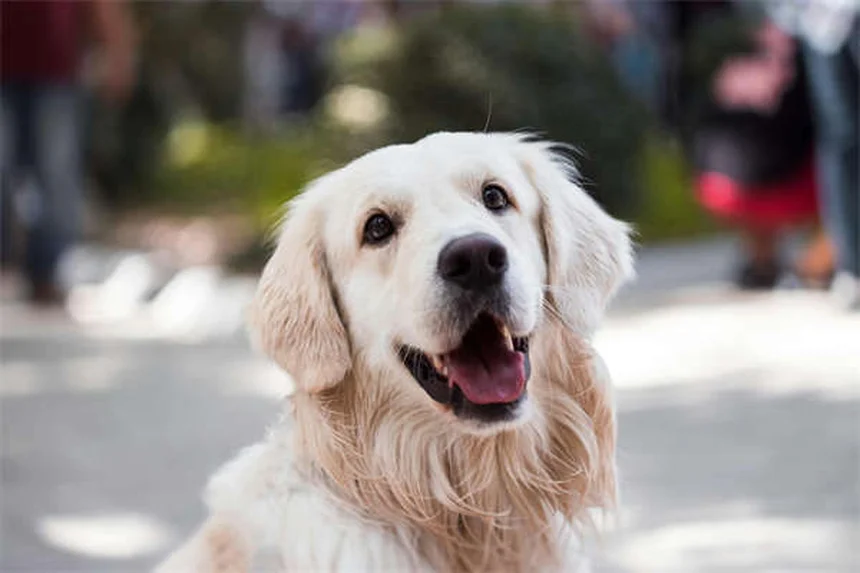 犬のしつけは褒めて伸ばす！効果的な褒め方と日常トレーニングのコツ