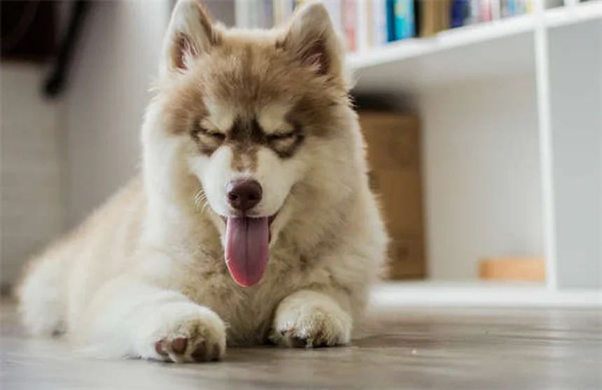 愛犬を失う悲しみが深い理由と癒し方｜ペットロスを乗り越える5つのステップ