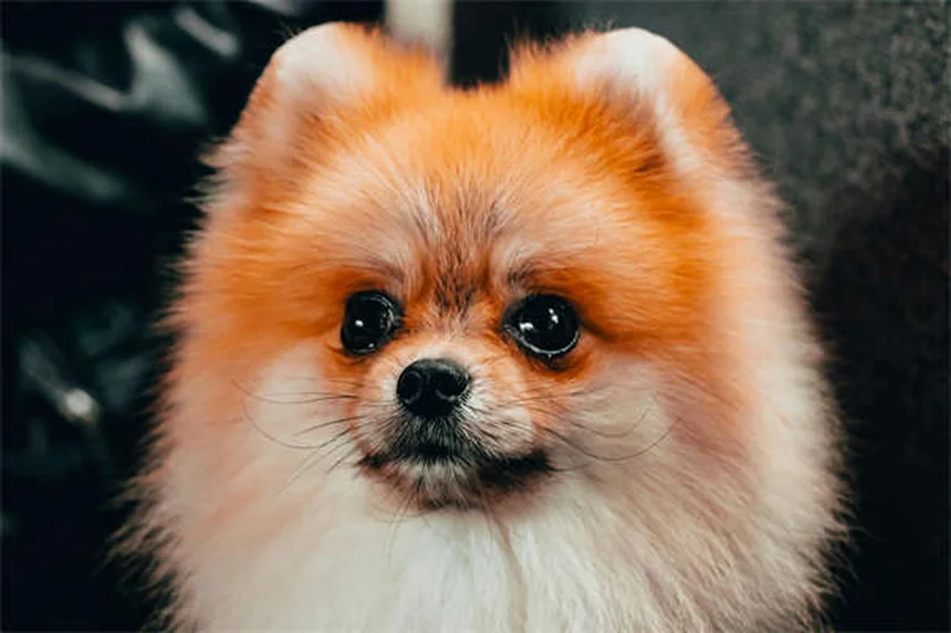 犬のナルコレプシーとは？症状から治療・飼い主の心得まで徹底解説