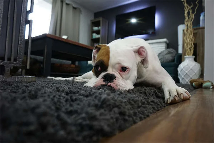 馬を購入する前に知るべきこと：年間コスト・飼育方法のすべて