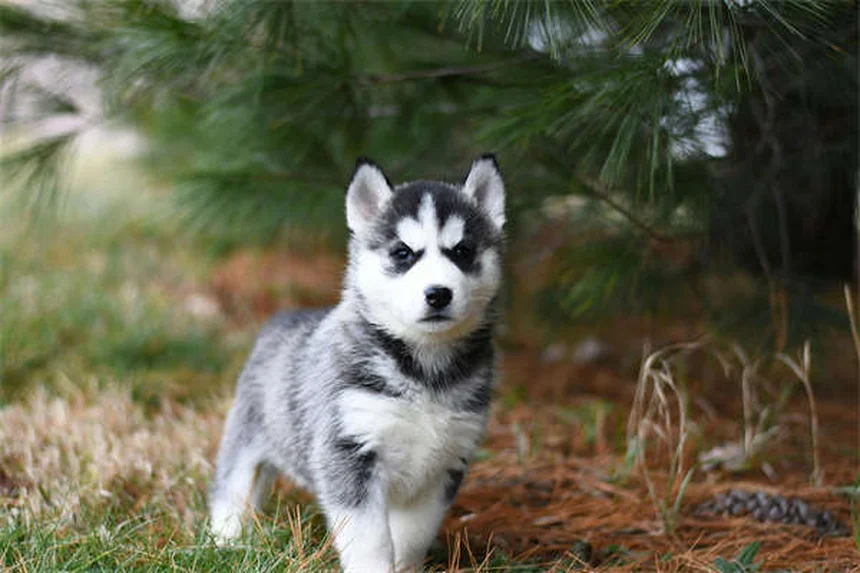 犬は何語まで理解できる？愛犬の語彙力を伸ばす7つの秘訣