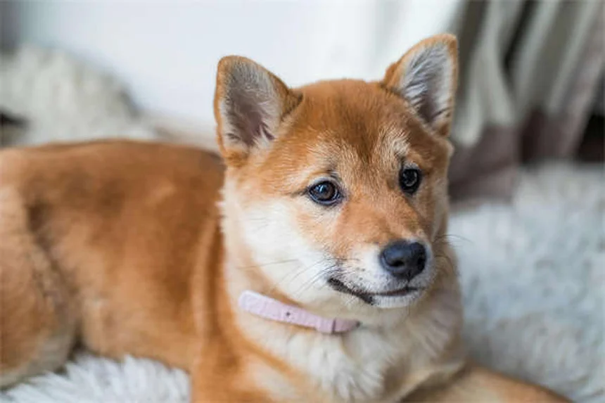 犬のかゆみを家庭で治す！獣医師が教える7つの方法