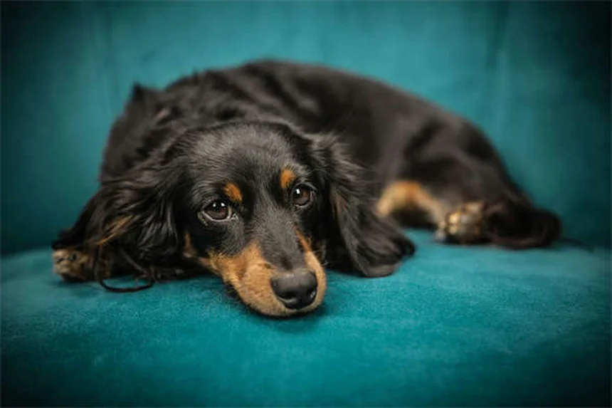 知能の高い犬種ランキング2024！飼い主が語る賢い犬の選び方と注意点