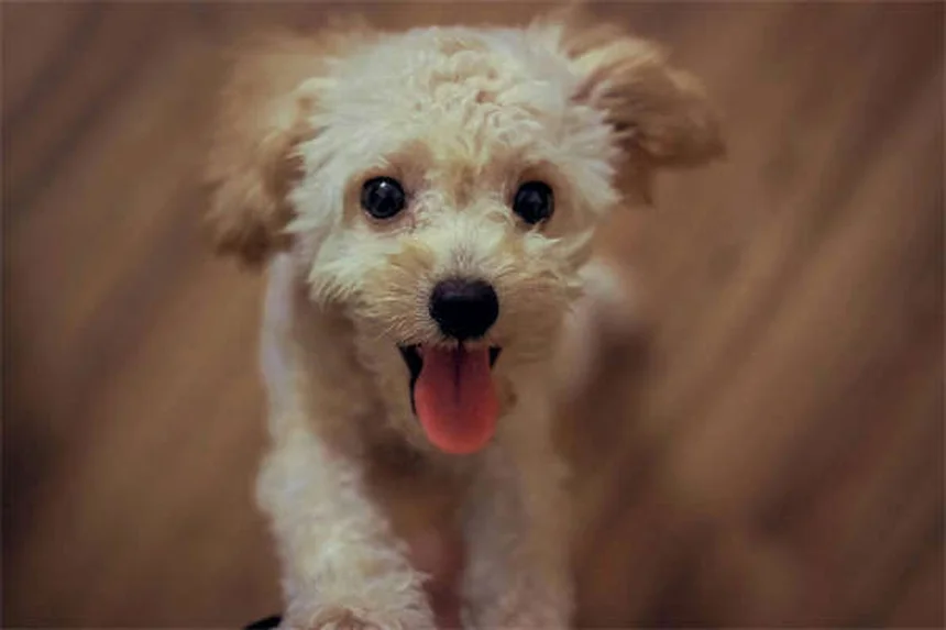 知能の高い犬種ランキング2024！飼い主が語る賢い犬の選び方と注意点