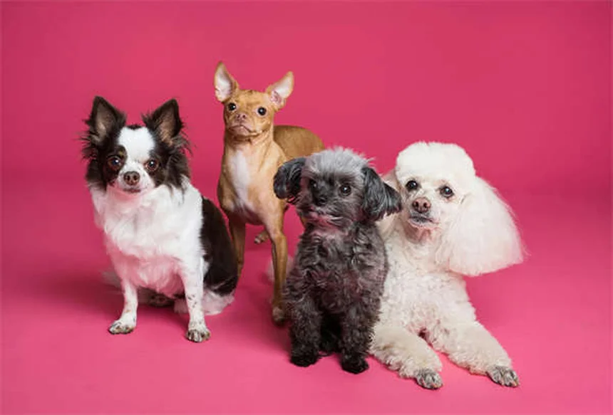 犬が蜂に刺された！症状と対処法を獣医師監修で解説