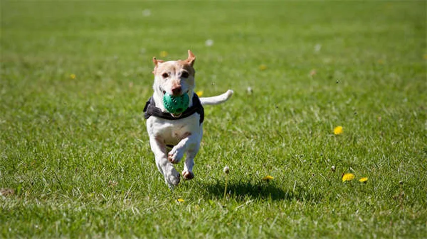 犬が蜂に刺された！症状と対処法を獣医師監修で解説