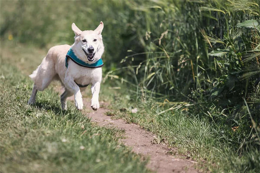 犬が蜂に刺された！症状と対処法を獣医師監修で解説