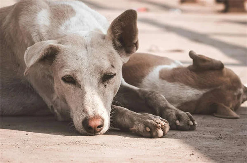 犬の穴掘り、原因を特定して解決する完全ガイド