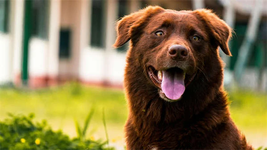 子犬用フードと成犬用フードの栄養比較｜違いを徹底解説