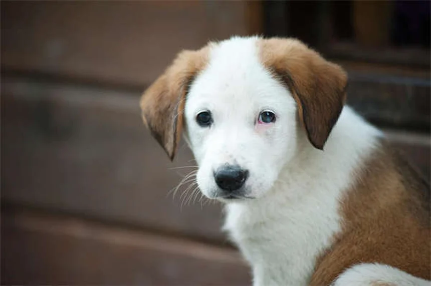 河豚の種類12選！飼いやすい順に特徴と飼育のコツを完全解説