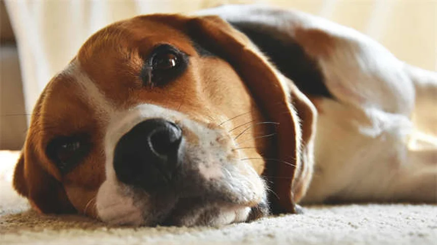 河豚の種類12選！飼いやすい順に特徴と飼育のコツを完全解説