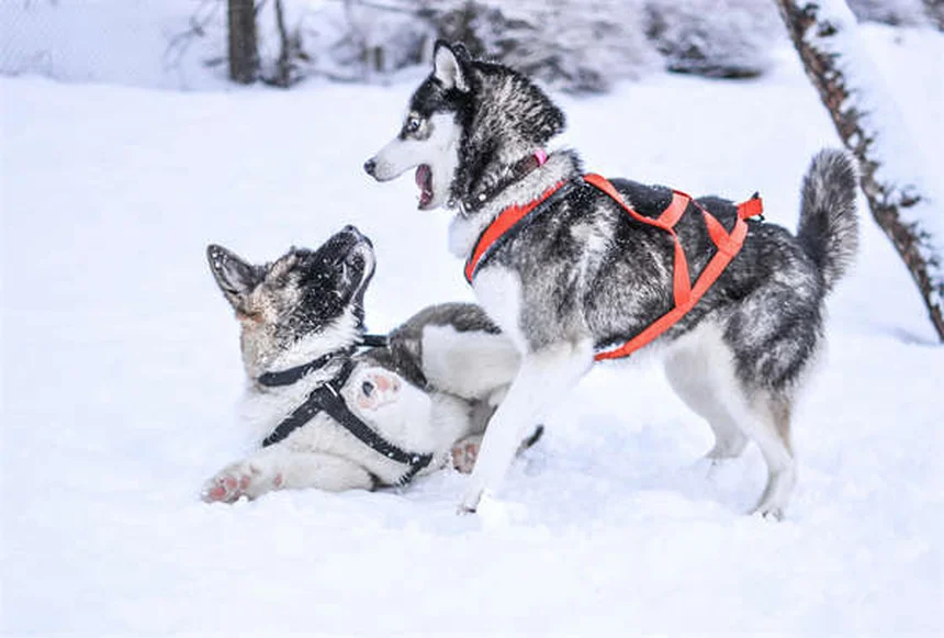 老犬のシニア期ケア完全ガイド：今日からできる5つの改善法