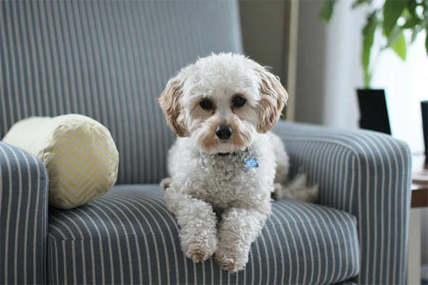 犬の夏の運動で知っておくべき8つのコツ｜熱中症を防ぐ安全ガイド