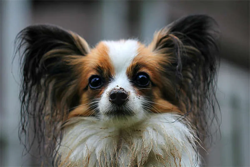 犬にイブプロフェンは絶対NG！その理由と安全な痛み止め
