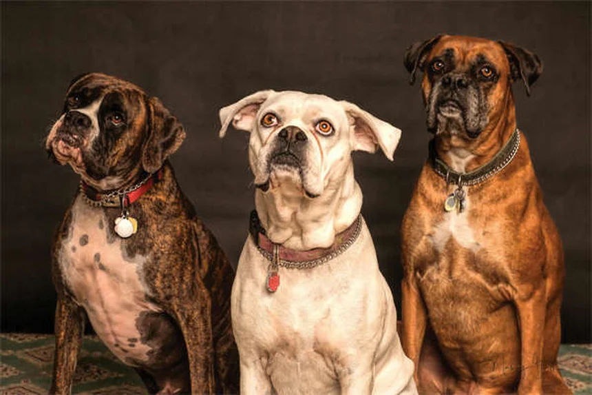 犬の旅行用ベッドの選び方｜愛犬にぴったりの快適寝床を見つける7つのポイント