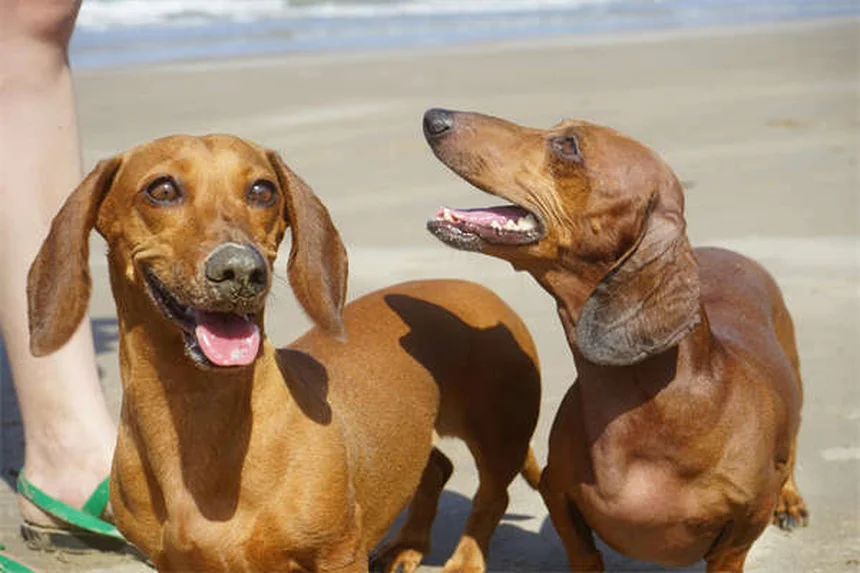 犬の旅行用ベッドの選び方｜愛犬にぴったりの快適寝床を見つける7つのポイント