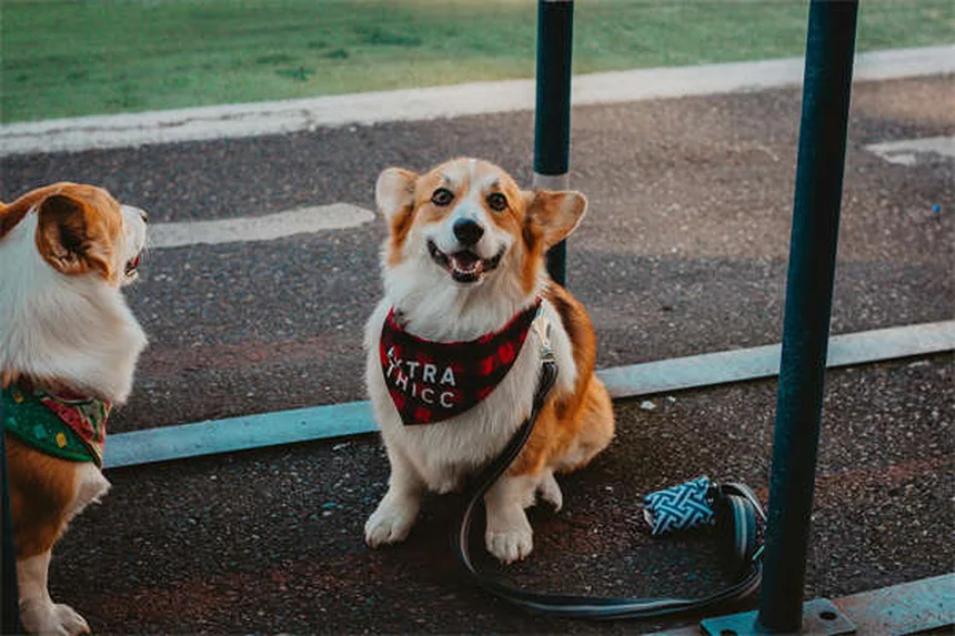 犬がうんち中にじっと見つめる理由と正しい対処法
