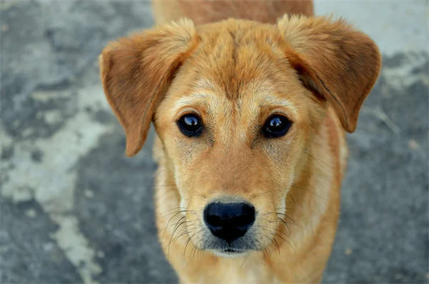 犬がうんち中にじっと見つめる理由と正しい対処法