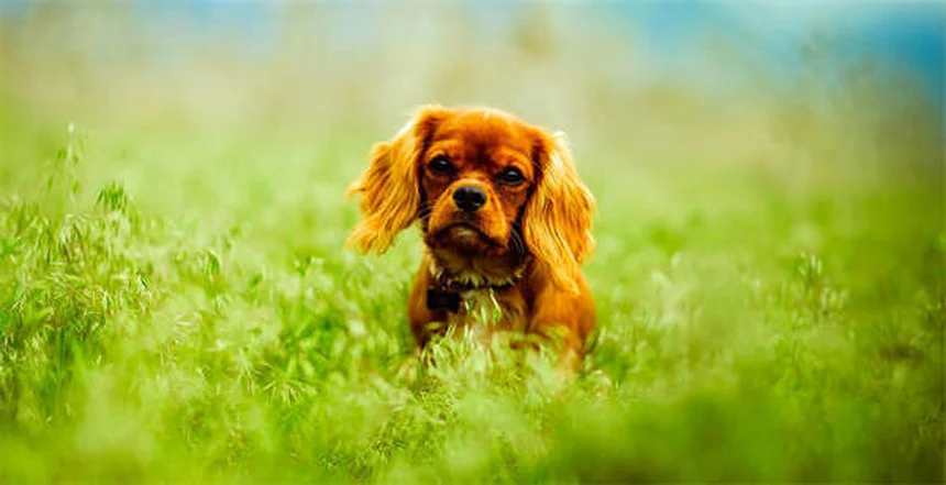 夜の犬の散歩を安全に！飼い主が知るべき必須対策とおすすめグッズ5選