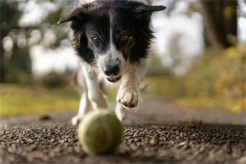 セラピードッグとは？病院で活躍する癒やしの犬の役割と効果を解説