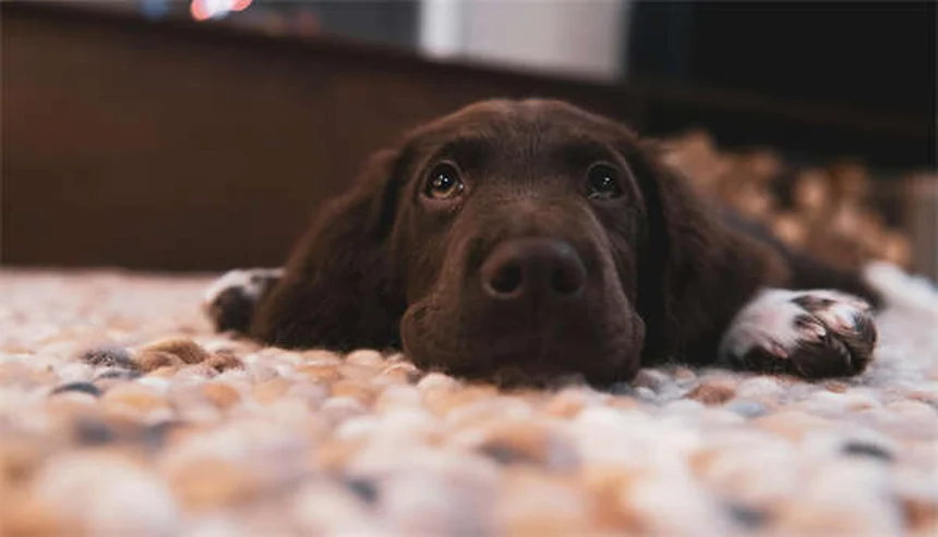 シニア犬の健康変化7つ｜早期発見のポイントと対処法を獣医師が解説