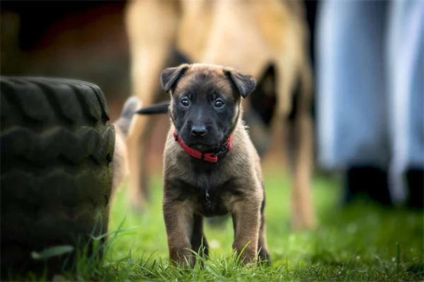 シニア犬の健康変化7つ｜早期発見のポイントと対処法を獣医師が解説