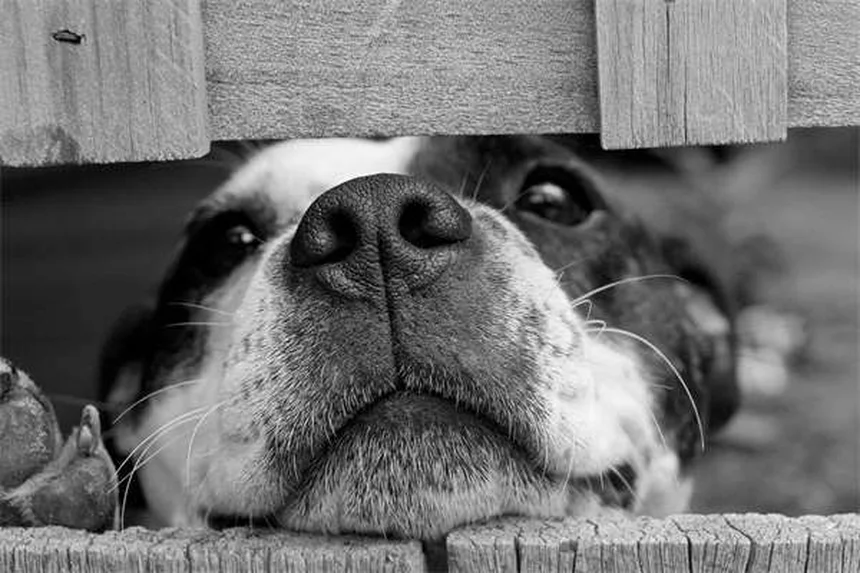 ペット用融雪剤の真実：安全な選び方と愛犬を守る5つの対策