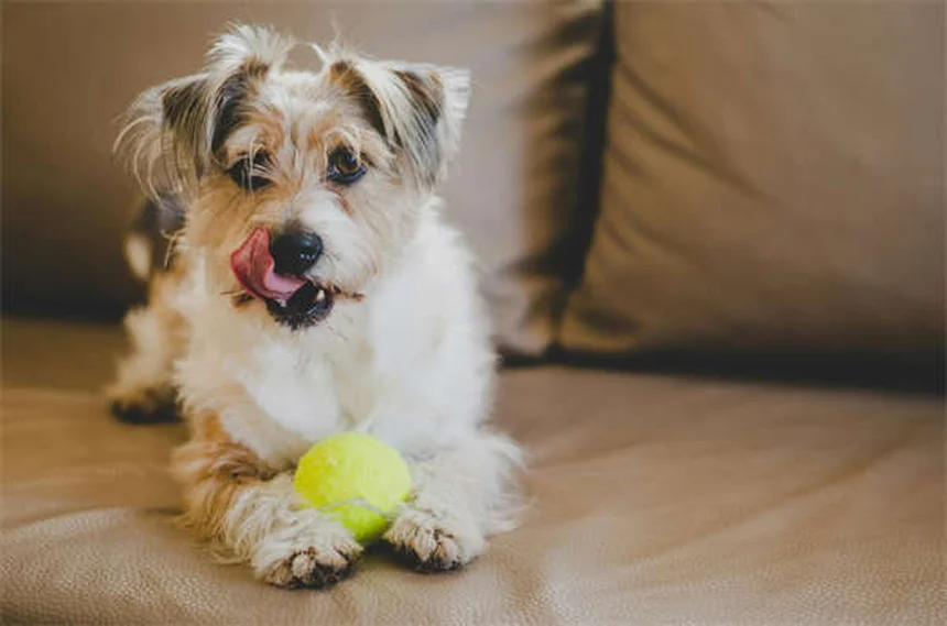 犬にベナドリルを与える前に知るべき7つの真実と正しい用量