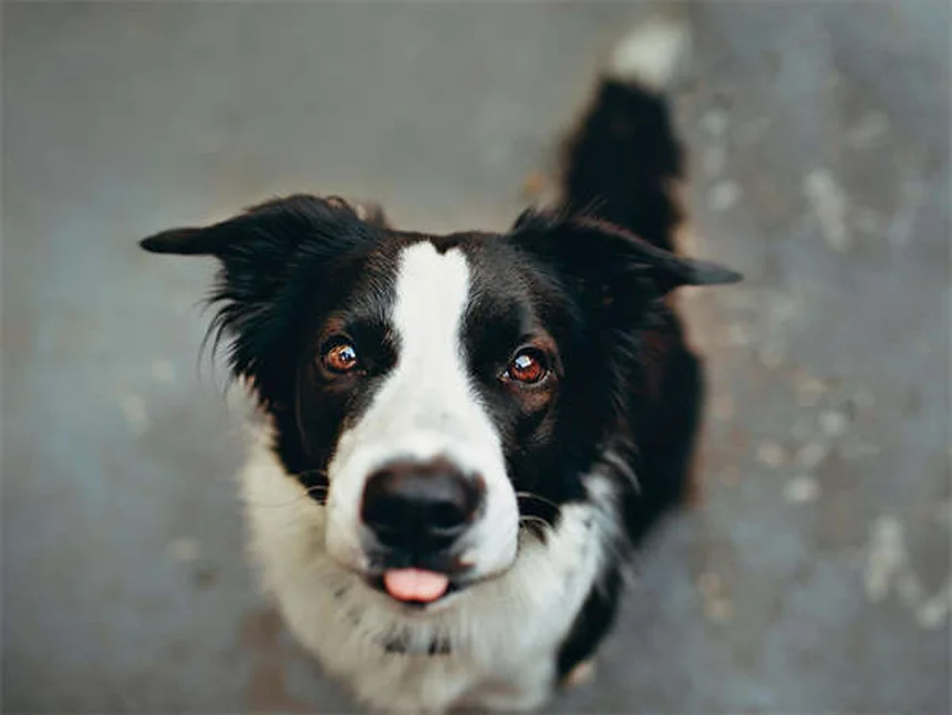犬の胸水とは？症状から治療・費用まで獣医師が徹底解説